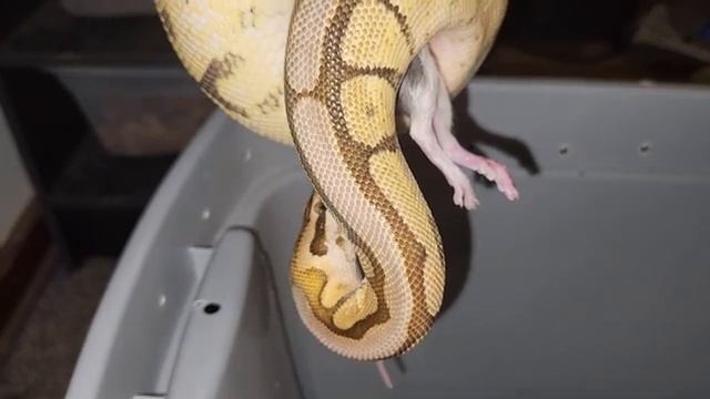 Spider Python Catches A Screaming Rat - Warning Live Feeding смотреть онлайн