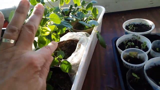 Что посеяла и что взошло: лаванда, колеус, базилик Откуда плесень на почве смотреть онлайн