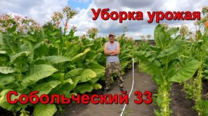 Уборка урожая Курительного табака - средний ярус - Собольческий - 33.