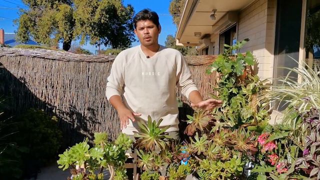 Succulents Care Tips | Complete Beginner Care Guide for Having Healthy Succulent Plants смотреть онлайн
