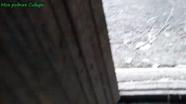Хорошо жить в деревне! Наш гусак Гоша красавец! Всех гусей собираю на ночевку. смотреть онлайн