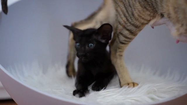 Хичкок - мальчик из помета "Х", рожденный 8 сентября 2023 , укотовлен) смотреть онлайн