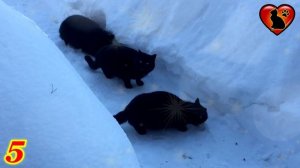 Почему Кошка Отказывается от Еды?! Основные Причины!