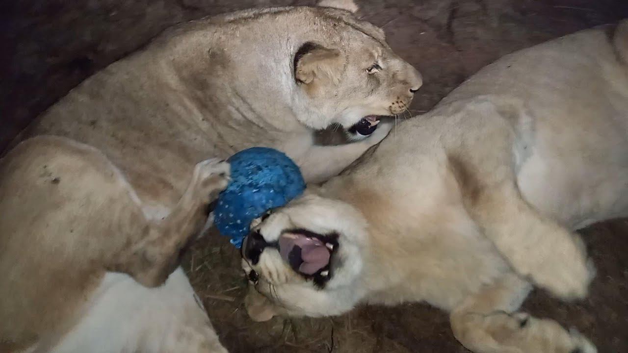 Львы не хотят спать, ночью надо играть! смотреть онлайн