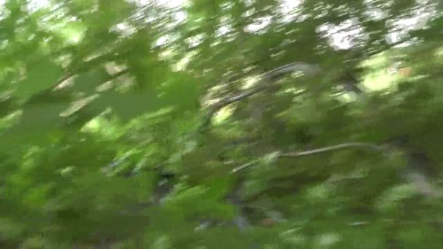 Заготовка материала для свай в лесу. Клён – сорное дерево. 12. 06. 2017 смотреть онлайн