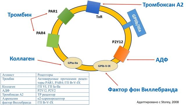 Строение и функции тромбоцитов смотреть онлайн