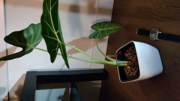 Alocasia Frydek - New Leaf 1 Week Timelapse - 5400x
