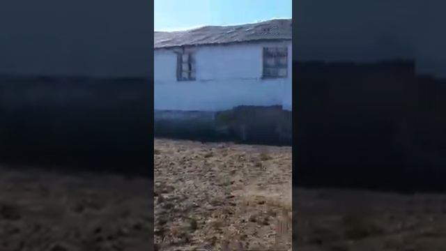 Әулиекөл бұқалар! Быки производители Ауликольской породы. смотреть онлайн