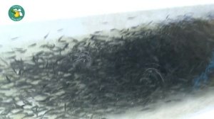 Как выращивают форель в Северной Осетии. Просто Агроблог