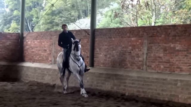 DOLLAR DE MENDOZA Montado por su Criador Pablo Hermoso смотреть онлайн