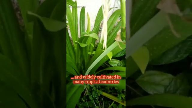 Hymenocallis littoralis / Beach Spider Lily / #shorts / @thenaturelovermnj / Shorts #33 смотреть онлайн