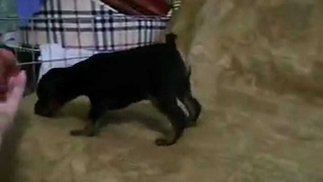Торнадо Шив Естева смотреть онлайн