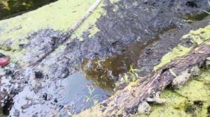 Чистка пруда от ила фекальным насосом