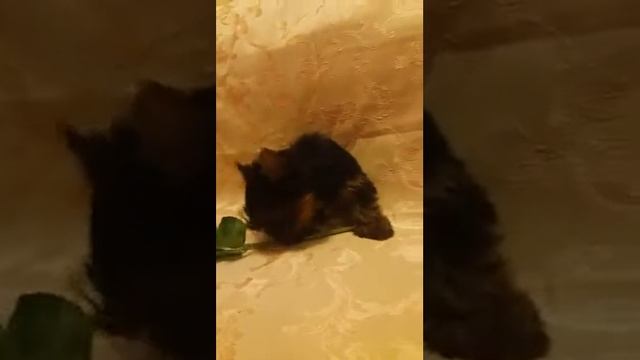 Мини Пёсики - йорк мини квадратный породный смотреть онлайн