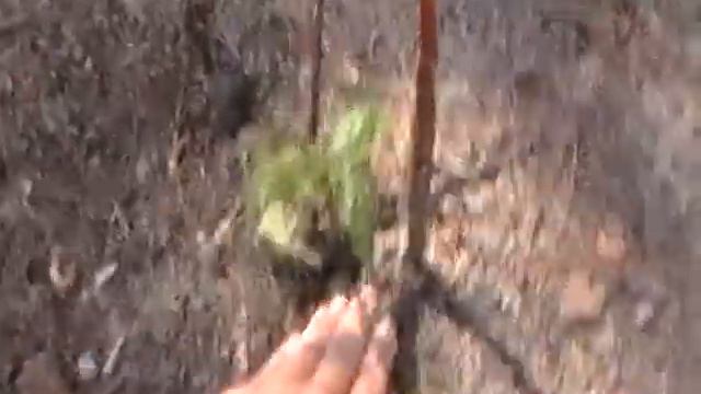 Garden Update; bolting cilantro, strawberry care & more. смотреть онлайн