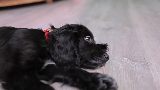 Домики для собак одного цвета челлендж! Мы спасли бездомного щенка!