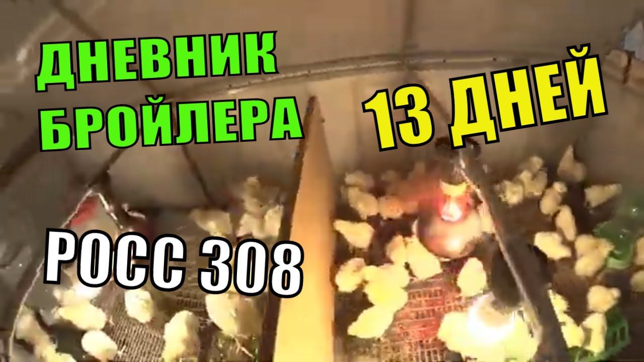 РОСС 308 /13 Дней /Дневник Бройлера смотреть онлайн