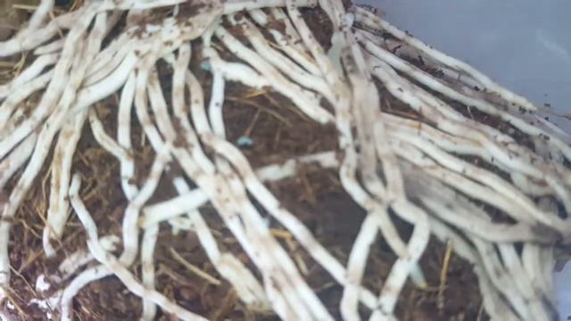 Пересадка мильтонии и кабрии в грунт с использованием ZeoFlora.