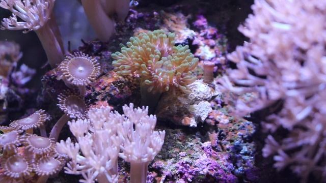 НОВЫЕ КОРАЛЛЫ В МОРСКОМ АКВАРИУМЕ. смотреть онлайн