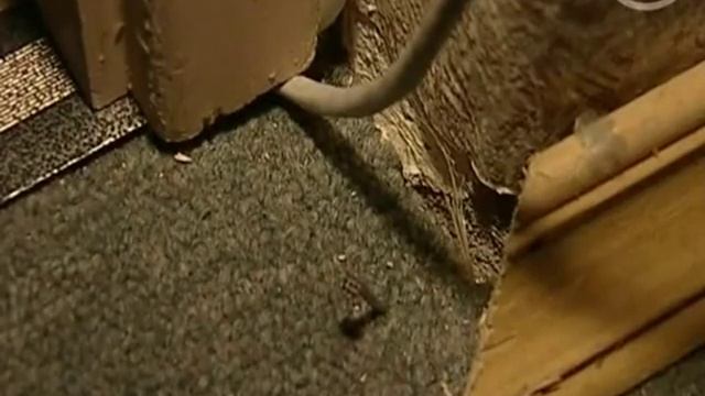 Пылевые клещи сапрофиты или кто с нами спит