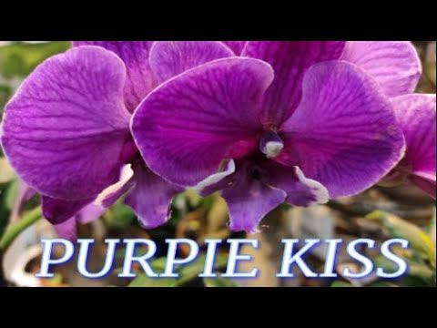 №244/ Пересадка красивой орхидеи PURPIE KISS