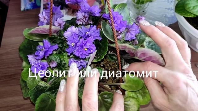 Ампельные фиалки трейлеры. Как правильно поливать фиалки трейлеры. смотреть онлайн