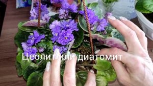 Ампельные фиалки трейлеры. Как правильно поливать фиалки трейлеры.