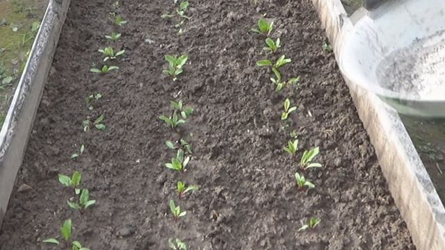 Уход за свеклой в начале роста. Прореживание и пересадка, мульчирование от вредителей. смотреть онлайн