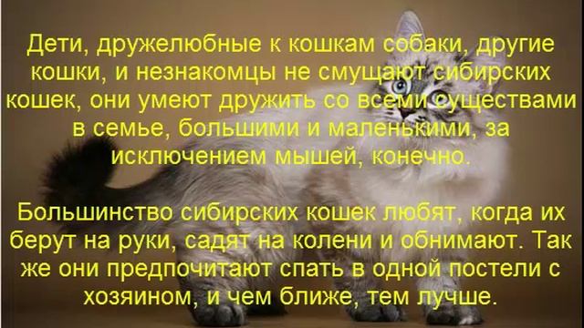 сибирская кошка описание породы содержание и уход смотреть онлайн