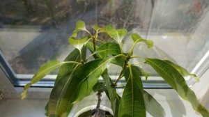 Как вырастить Манго из косточки дома (часть 3)