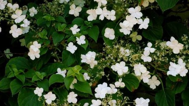 hydrangea anomala maxime смотреть онлайн