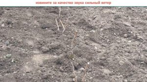 ВЕСЕННЯЯ ПОСАДКА МАЛИНЫ СРОКИ || Когда посадить малину. время посадки малины #КогдаСажатьМалину