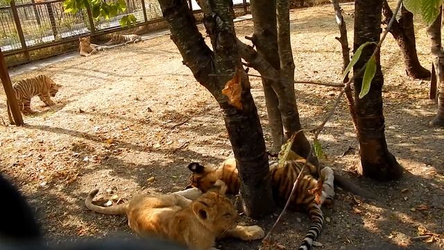 Мы бодры, веселы Хорошо нам живётся , друзья! смотреть онлайн