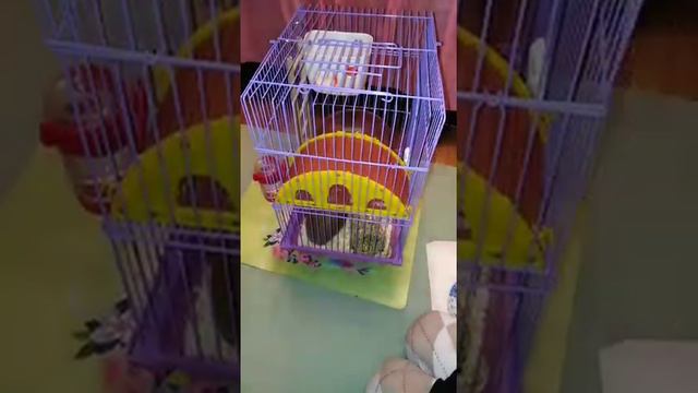 Что можно хомякам и улиткам. Кормлю животных смотреть онлайн