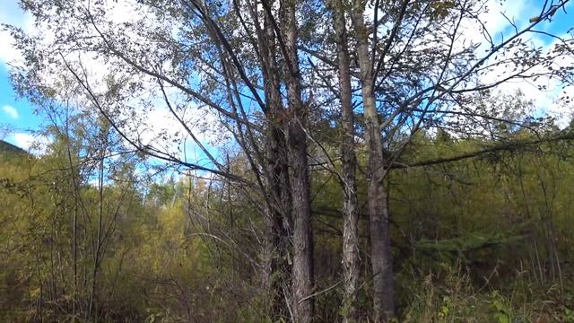 ПОДВЕСНОЙ МОСТ ХАСЫН. РЫЖИЙ НА ДЕРЕВЕ. ЗА ЧЕРЕМУХОЙ, ШИПОВНИКОМ, КРАСНОЙ СМОРОДИНОЙ И БРУСНИКОЙ.