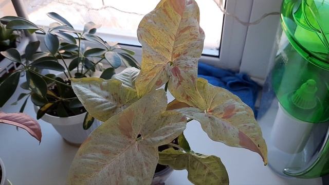 /Обзор комнатных растений на кухне в январе 2023/ ?? смотреть онлайн