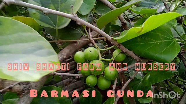 #Cordia dichotoma how to cultivate gunda farming #9825747666 #lasuda બારમાસી ગુંદા #અથાણું #pickle смотреть онлайн
