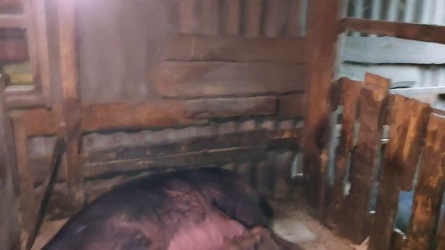 Самый тяжёлый опорос , затяжные роды у свиньи , 2 дня не видя сна , опорос у дюрчихи , нам удалось смотреть онлайн