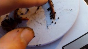 Отличие дождевых червей. Чем отличается дендробена от навозного червя.