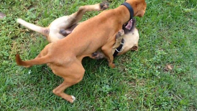Jeep/Redboy puppies for sale due 11/2015 смотреть онлайн