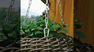 Подвесное кашпо из ротанга маленькое