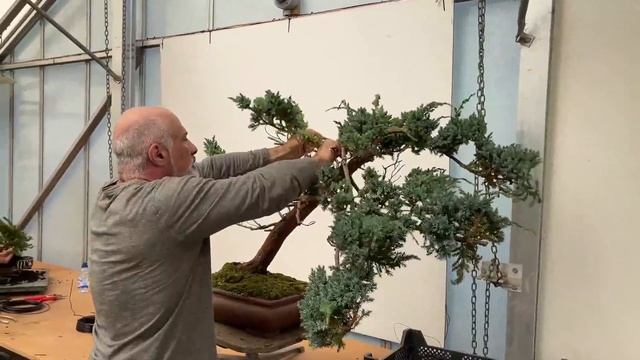 Herons Bonsai Workshop for Beginners смотреть онлайн