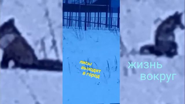жизнь вокруг дикие лисы в городе смотреть онлайн