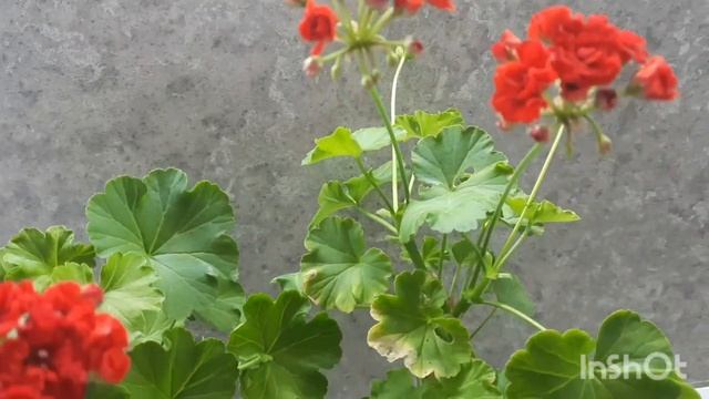 Пеларгония розебудная Pak Вива Rosita. смотреть онлайн