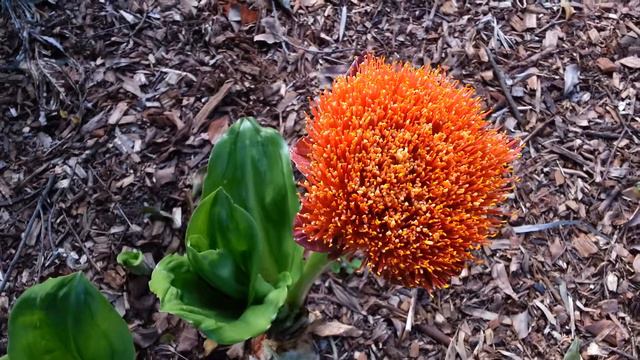 Scadoxus puniceus - Royal Paint Brush - Torch Lily HD 02 смотреть онлайн
