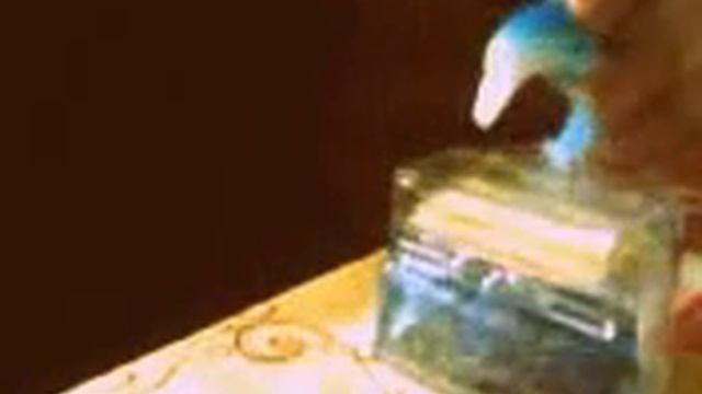 Чем питаются дельфины?? (What to eat dolphins?) смотреть онлайн