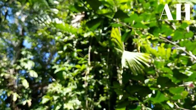 HOW TO PROPAGATE CARICATURE PLANT + CARE & GROWING GUIDE | Graptophyllum pictum Propagation смотреть онлайн