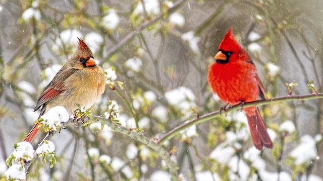 Cardinal Spirit Guide - Ask the Spirit Guides Oracle - Totem Animal, Power Animal - Magical Craftin смотреть онлайн
