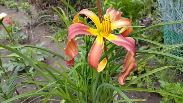 Лилейник Медисин Физер . Hemerocallis Medicine Feather . Roberts . Спайдер . смотреть онлайн