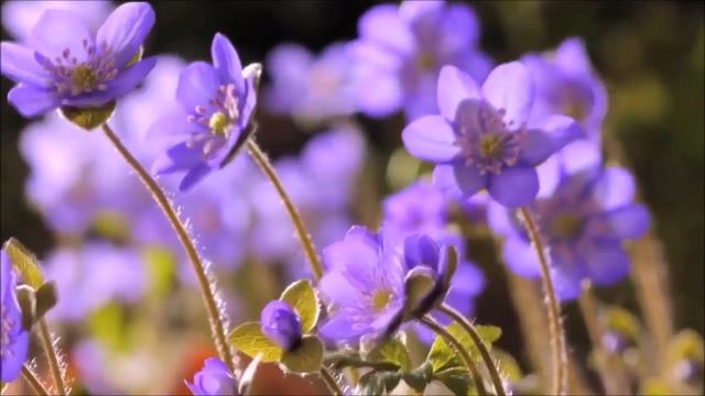 Дурманом трав пахнуло Лето смотреть онлайн